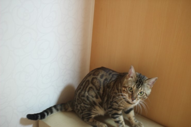 뱅갈고양이 장고 오랜만에 사진 올립니다~ 관련 이미지 4