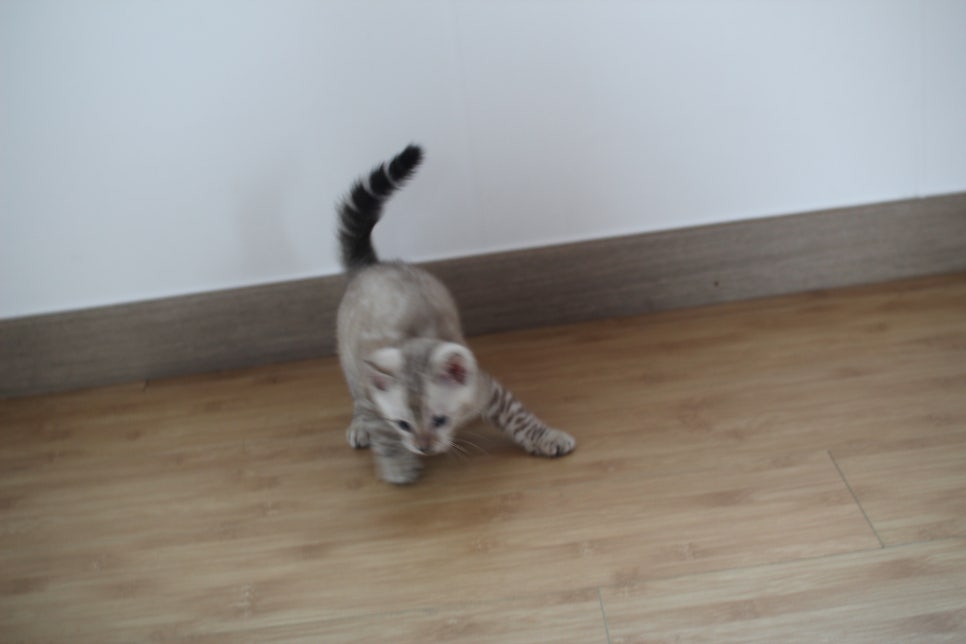 스노우뱅갈고양이 꼬맹이 신났네 신났어 관련 이미지 11