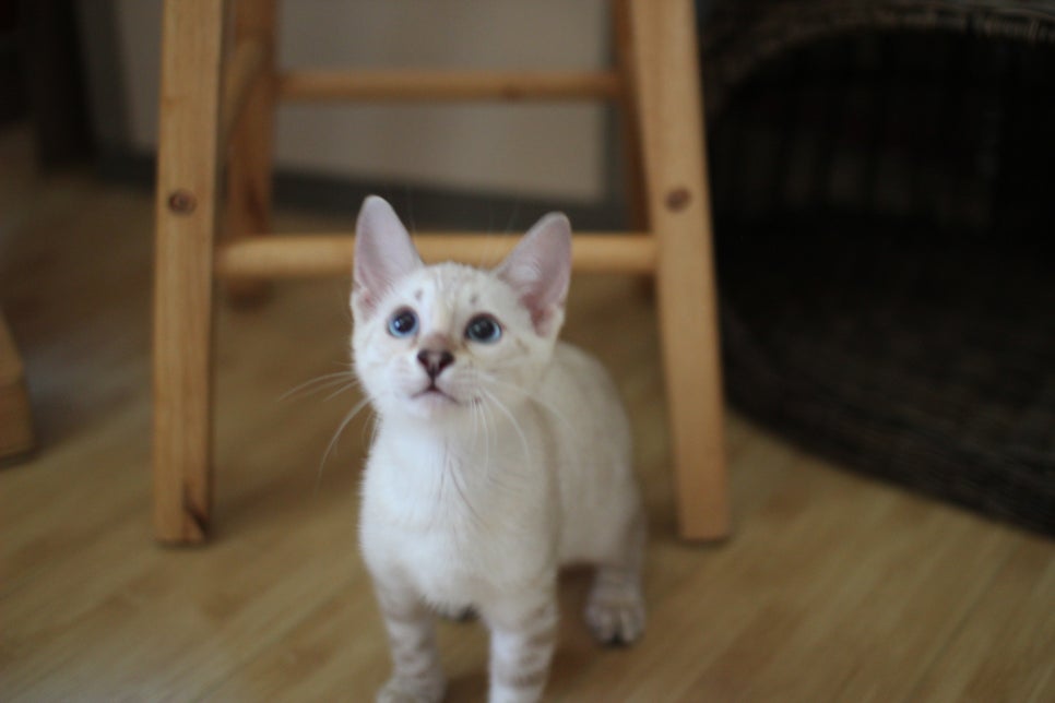 스노우뱅갈고양이 고급스러움을 자아내는 아이들 관련 이미지 8