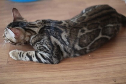 소유뱅갈캐터리에 방문해 주시는 분들 즐겁고 풍성한 한가위 되세요~^^ 관련 이미지 8