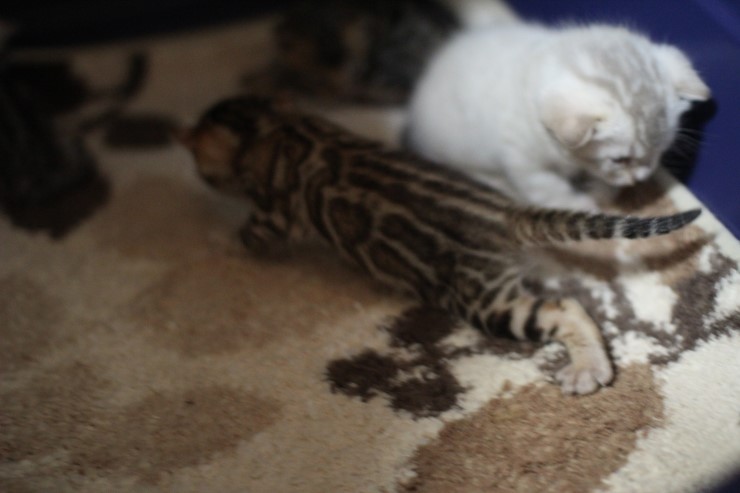 브라운 뱅갈고양이 꼬물이 걷기 시작했어요. 관련 이미지 3