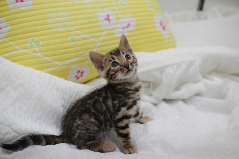 뱅갈고양이 남아3 분양해요~ 관련 이미지 2