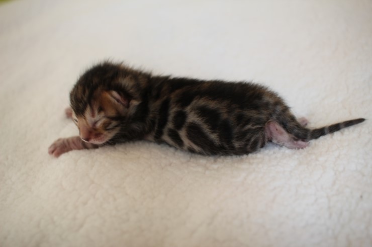 실버,브라운 뱅갈고양이 꼬물이들 사진 입니다 관련 이미지 17