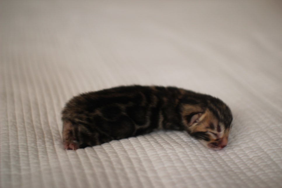 amazing bengal boy 관련 이미지 3