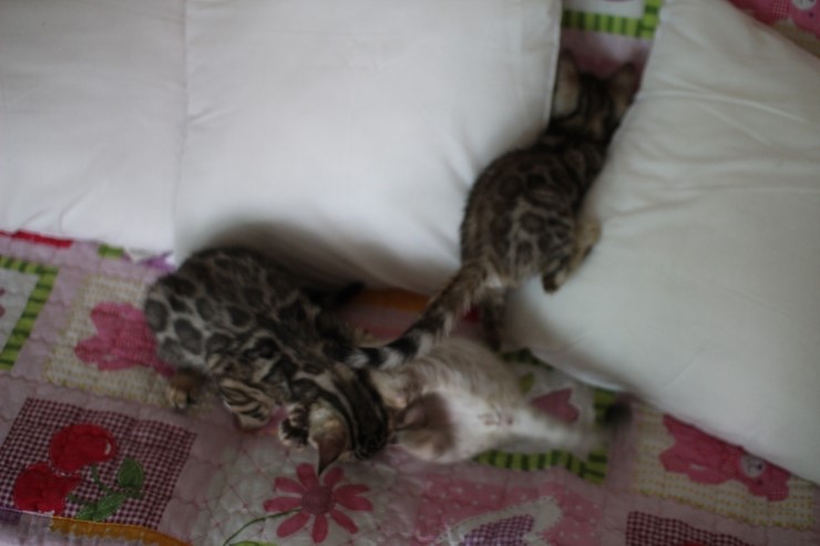 뱅갈고양이 꼬맹이들 놀아요~ 관련 이미지 8