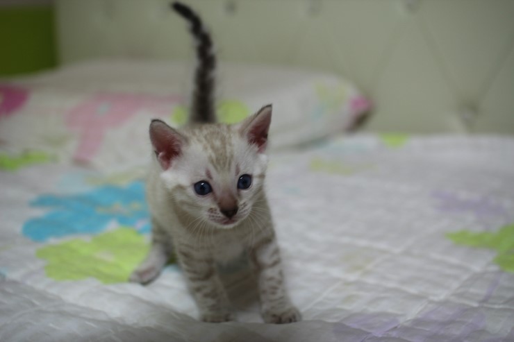 실링스 스노우 뱅갈고양이 남아예요~ 관련 이미지 10