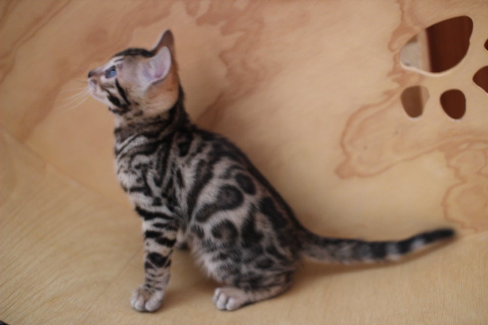 뱅갈고양이분양 사랑스러운 개냥이들~ 관련 이미지 13