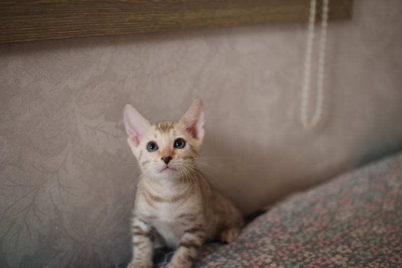 뱅갈고양이분양 초미묘들 등장이요 관련 이미지 10