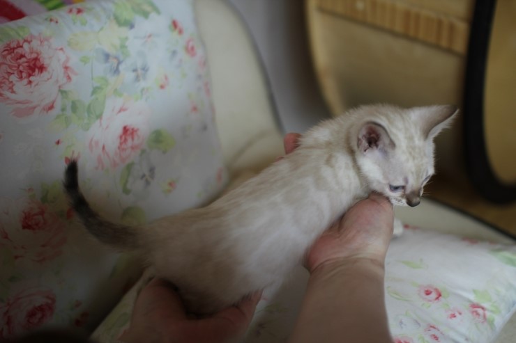 뱅갈고양이 분양 진정한 개냥이란? 관련 이미지 14