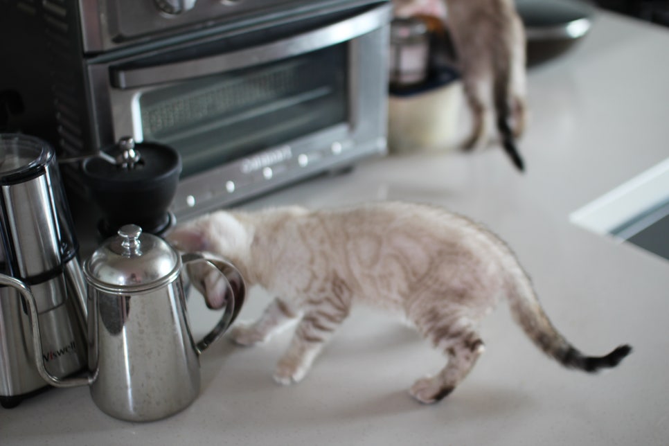 사람만 졸졸졸 따라 다니는 스노우뱅갈고양이 여아 분양해요~ 관련 이미지 14