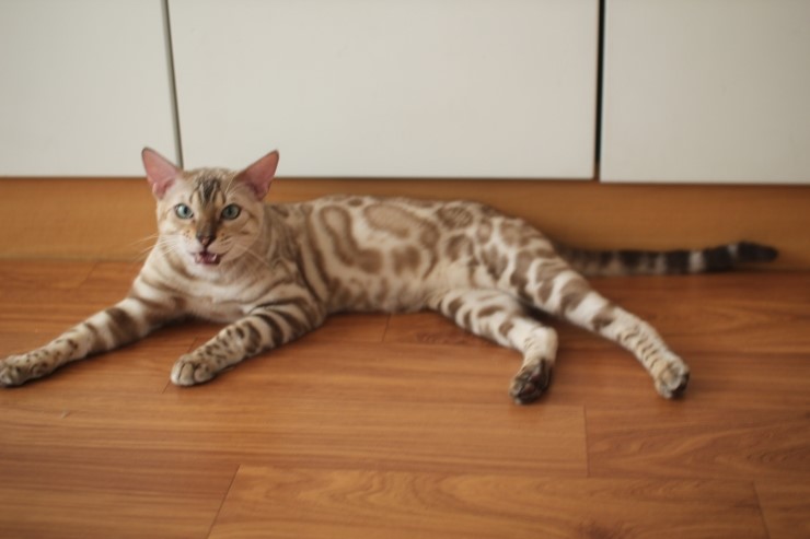 뱅갈고양이 레인이,영웅이,스텔라예요~ 관련 이미지 1