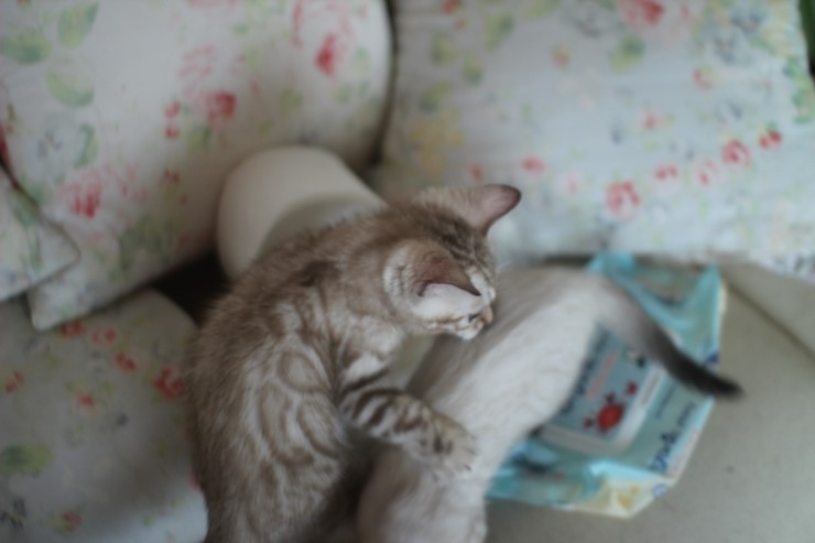 말썽꾸러기 스노우 뱅갈고양이 꼬맹이들 입니다~ 관련 이미지 5