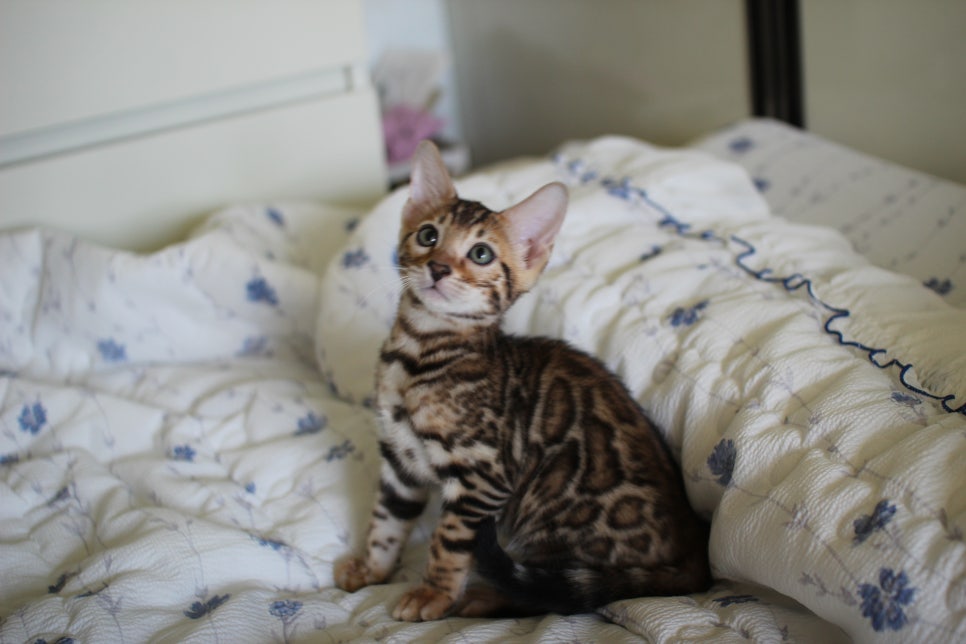 브라운 뱅갈고양이 자매 분양합니다~ 관련 이미지 1