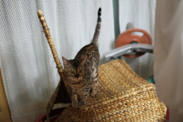 뱅갈고양이 여아 리엔과 영웅이예요~ 관련 이미지 1