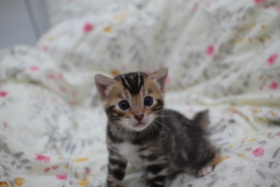 멋진 빅로젯에 뱅갈고양이 분양 합니다~ 관련 이미지 6