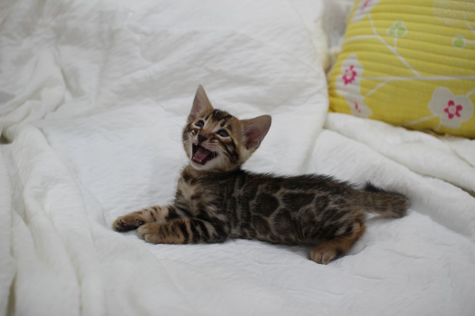 순둥이 개냥이 뱅갈고양이 남아5 분양해요~ 관련 이미지 3