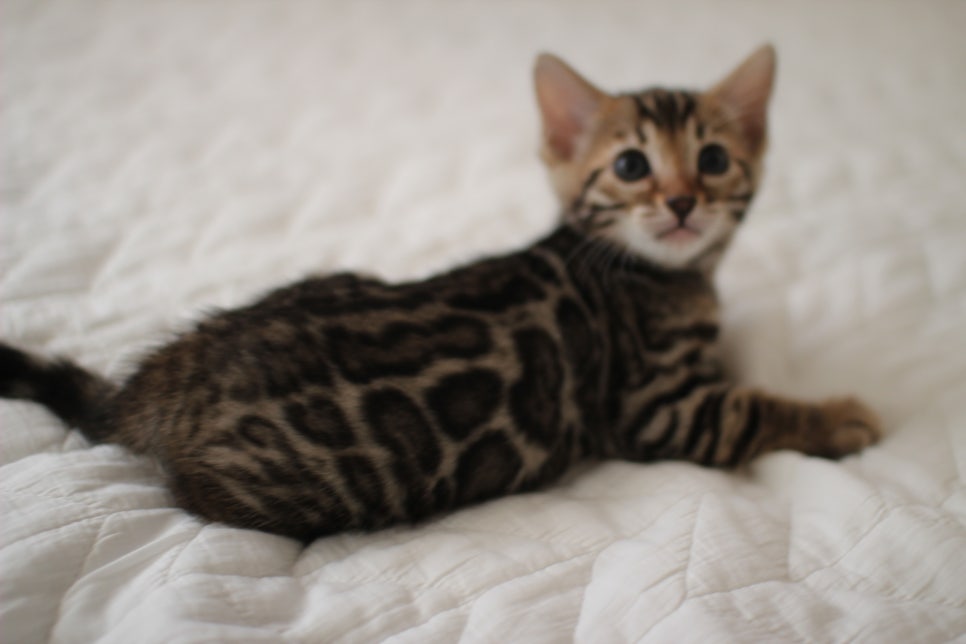 분양중인 뱅갈고양이 브라운 남아,스노우 여아예요~ 관련 이미지 3