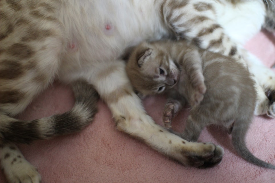 밍크차콜 뱅갈고양이 꼬물이에 사랑스러운 모습~ 관련 이미지 6