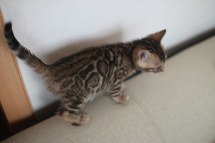 애교왕 뱅갈고양이 남아예요~ 관련 이미지 4