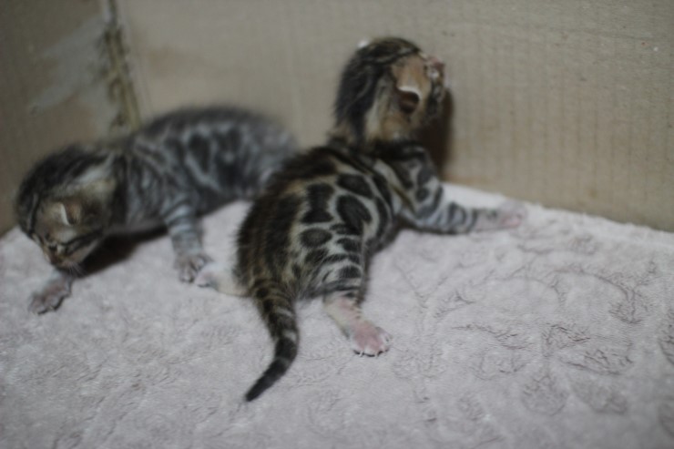 뱅갈고양이 자매 오늘 모습 입니다~ 관련 이미지 27