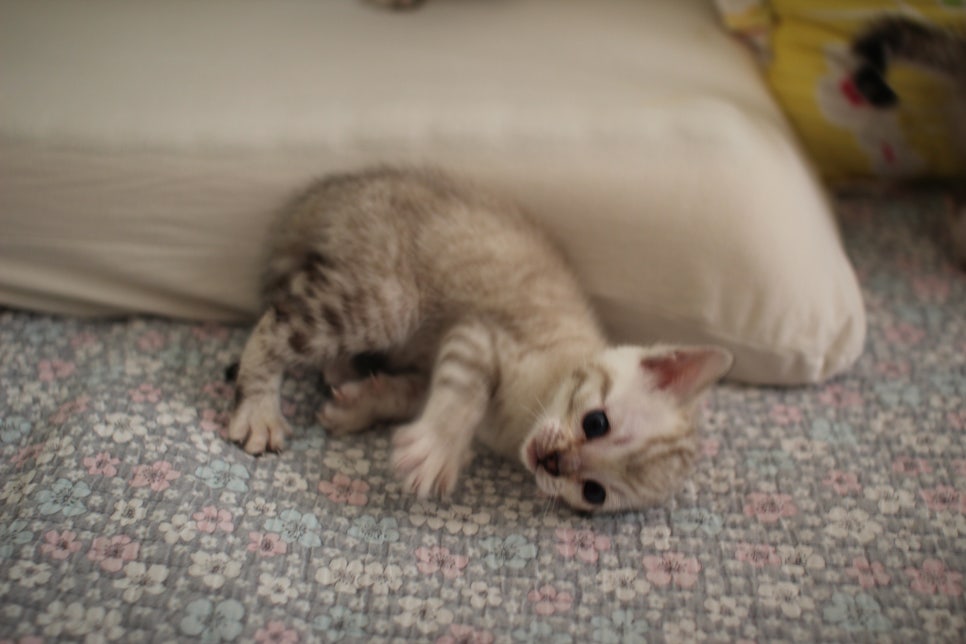 스노우뱅갈고양이 여아 분양해요~ 관련 이미지 9