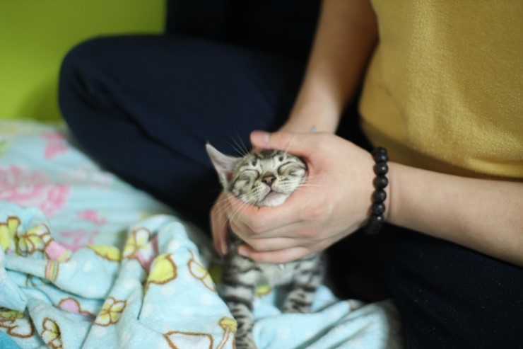 깡총깡총 실버 뱅갈고양이 남아 분양 관련 이미지 5