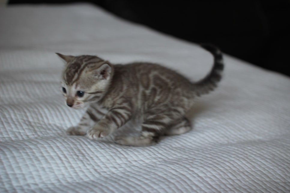 밍크뱅갈고양이 여아 막둥이 예약 분양 합니다~ 관련 이미지 3