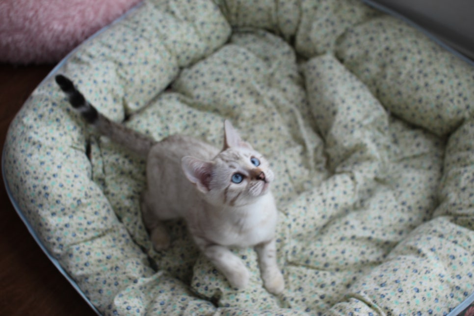 스노우뱅갈고양이 여아 분양해요~ 관련 이미지 1