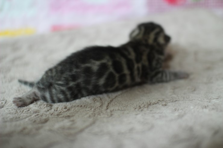 실버뱅갈고양이 꼬물이들 탄생 샤샤샷 관련 이미지 9