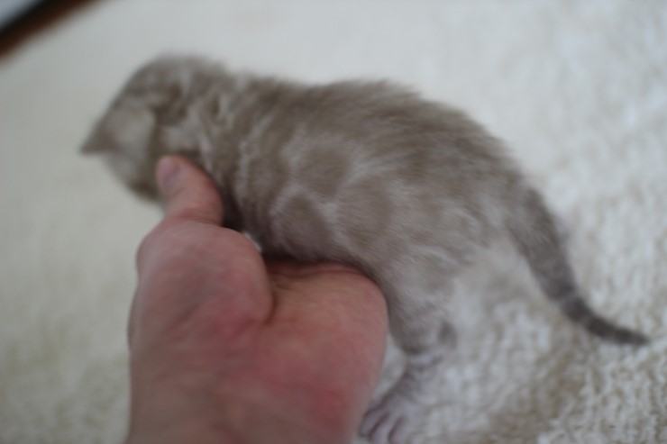 실밍크뱅갈고양이 곰돌이 남아예요 관련 이미지 13