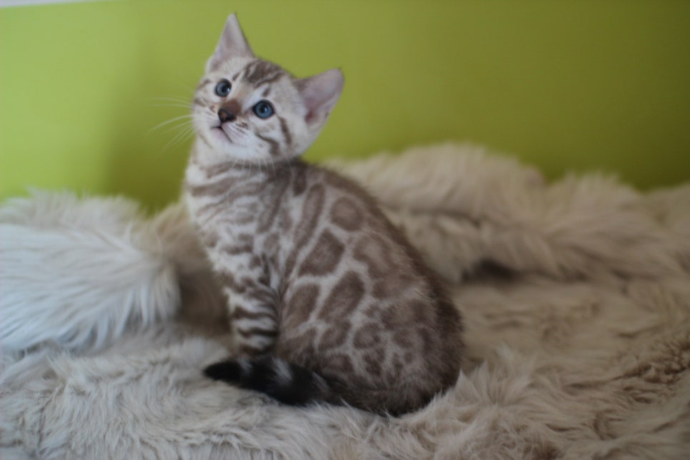 뱅갈고양이 분양 부티가 흘러요 흘러~ 관련 이미지 39