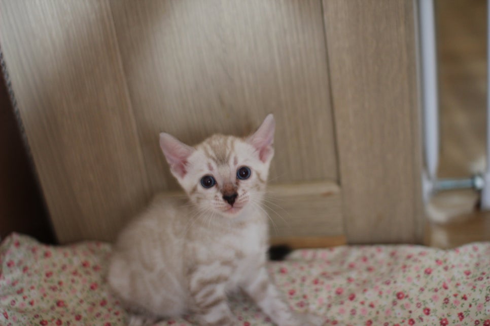 스노우뱅갈고양이 여아 분양해요~ 관련 이미지 5