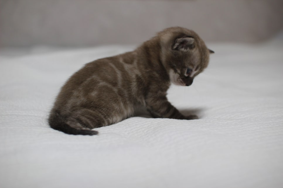 밍크차콜 뱅갈고양이 남아 분양 합니다~ 관련 이미지 3