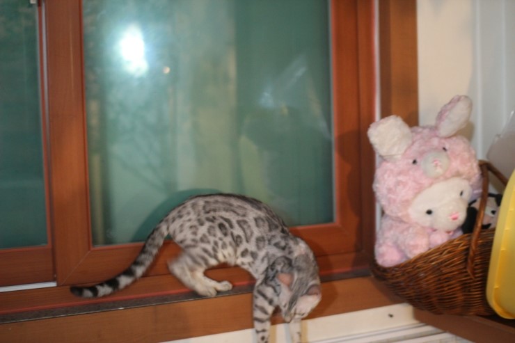 뱅갈고양이,스노우뱅갈고양이, 오늘에 주인공은 말썽꾸러기 레이 ~~~~~~~ 관련 이미지 2