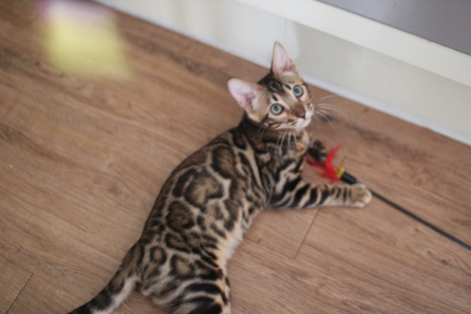 뱅갈고양이분양 애교가 넘치는 아이들 관련 이미지 4