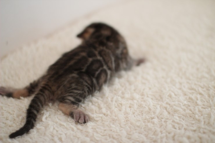 뱅갈고양이 꼬물이 남아예요~ 관련 이미지 2