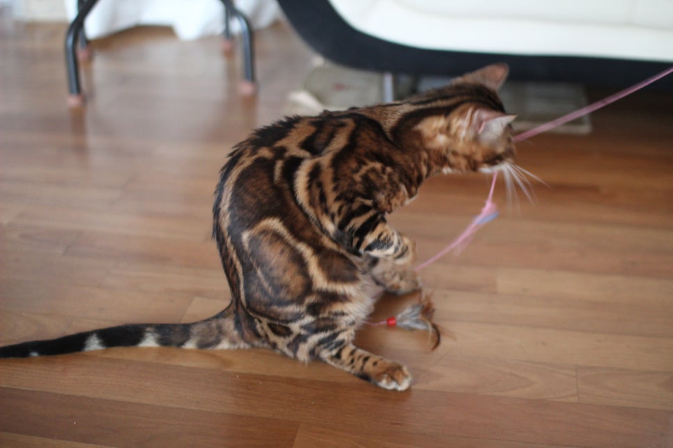 브라운 뱅갈고양이 남아 거실도 점령 했어요. 관련 이미지 7