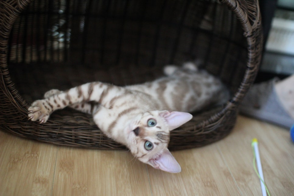 스노우뱅갈고양이 고급스러움을 자아내는 아이들 관련 이미지 6