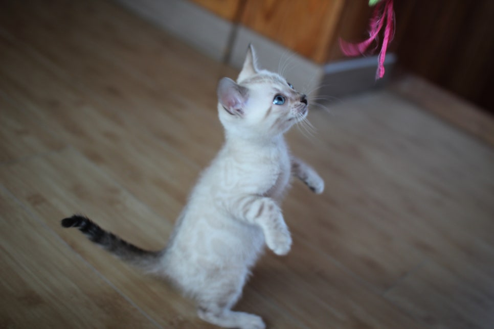 스노우뱅갈고양이 링스 남아 사진 입니다~ 관련 이미지 2