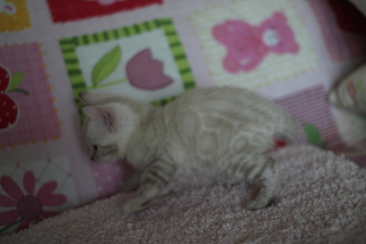 스노우뱅갈고양이 앙증,깜찍 귀요미에요 ㅎㅎ 관련 이미지 10