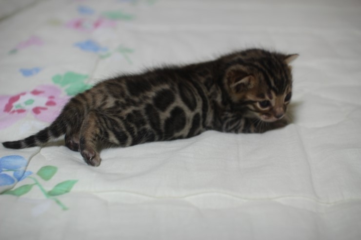 뱅고양이 남매예요~ 관련 이미지 3