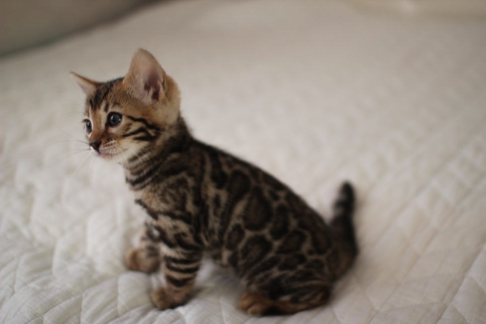 분양중인 뱅갈고양이 브라운 남아,스노우 여아예요~ 관련 이미지 10