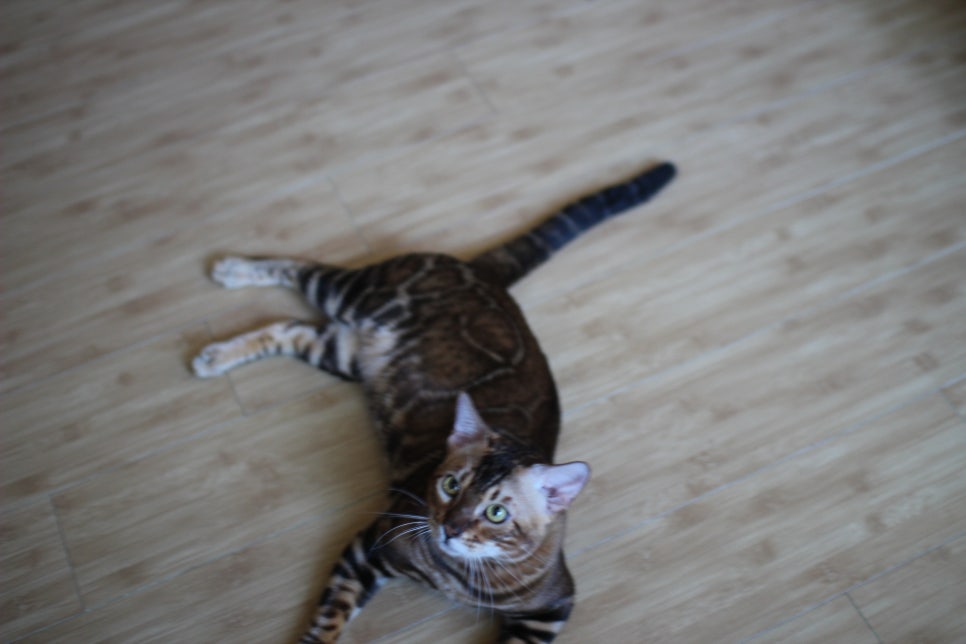 빈틈없이 꽉찬 스파블 뱅갈고양이 원탑~ 관련 이미지 3