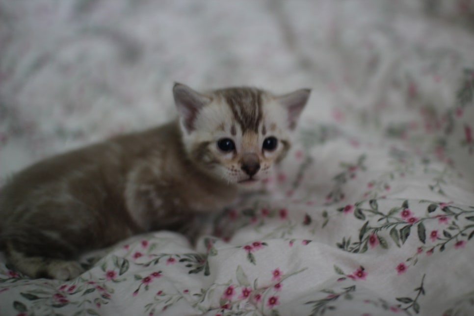 포동포동 성격좋은 건강한 실밍크뱅갈고양이 남아 분양해요~ 관련 이미지 3