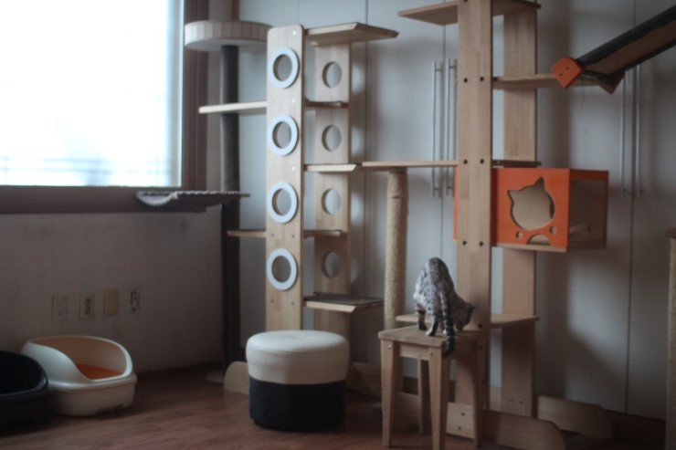 뱅갈고양이 여아들 방이예요~ 관련 이미지 5