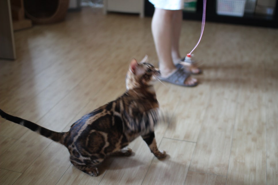 뱅갈고양이 블랙홀과 킹군 관련 이미지 5
