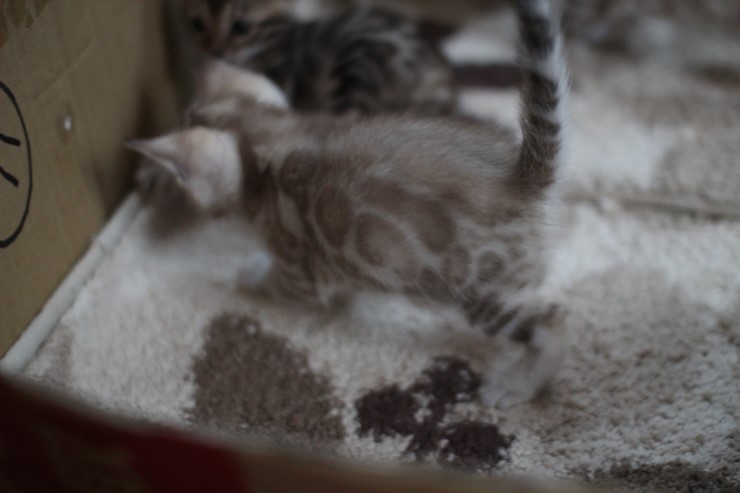 뱅갈고양이 6남매 꼬맹이들~ 관련 이미지 7