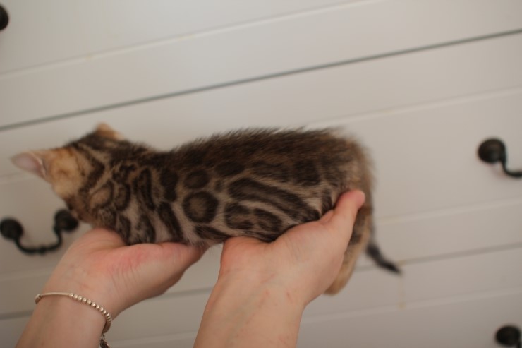 뱅갈고양이 분양 완전히 빠졌네 빠졌어~ 관련 이미지 40