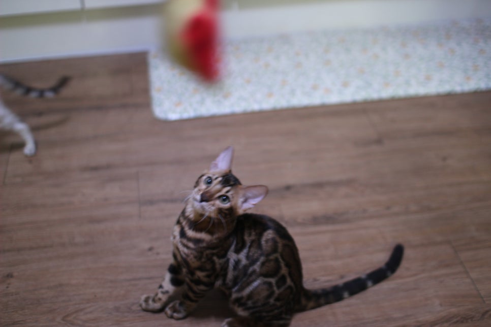 뱅갈고양이분양 요청 사진 입니다~ 관련 이미지 1