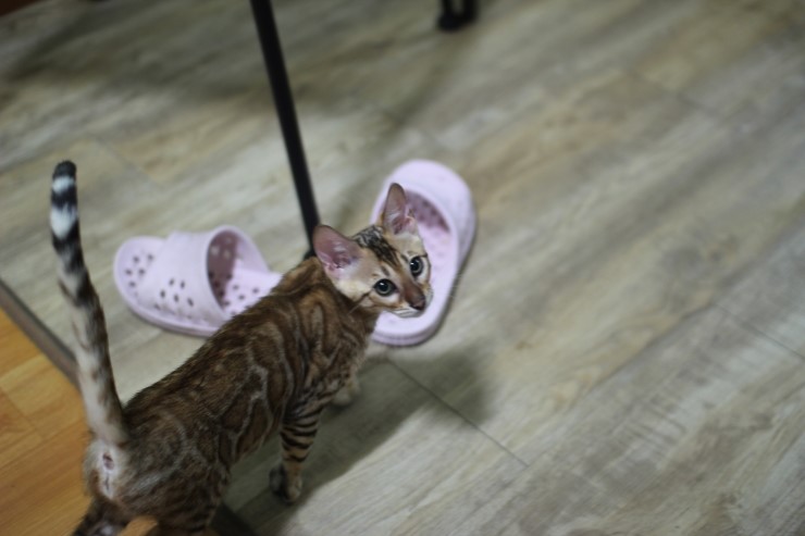새식구가 된 뱅갈고양이 여아 두아이~ 관련 이미지 1